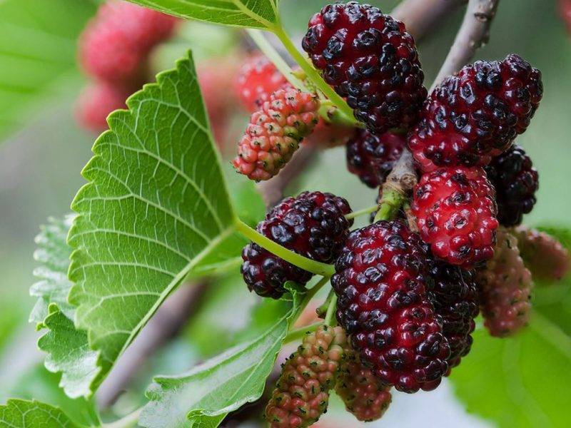 Шелковица купить саженцы из питомнике в Мегионе