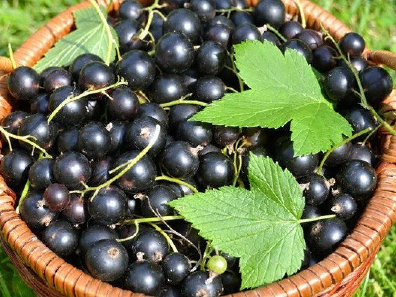 Смородина купить саженцы из питомника в Мегионе