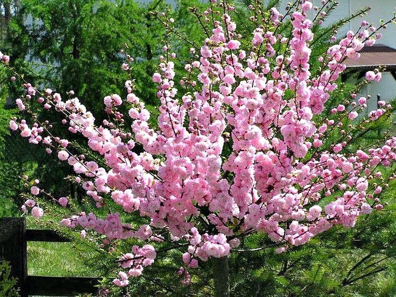 Миндаль купить саженцы из питомника в Мегионе