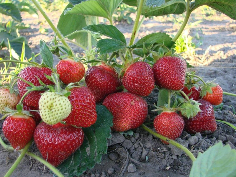 Клубника купить саженцы из питомника в Мегионе