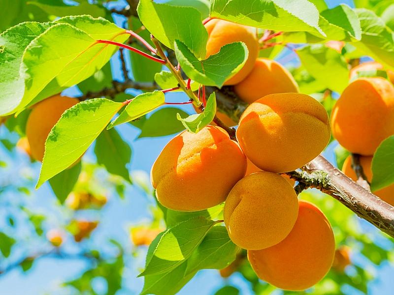 Абрикос купить саженцы из питомнике в Мегионе