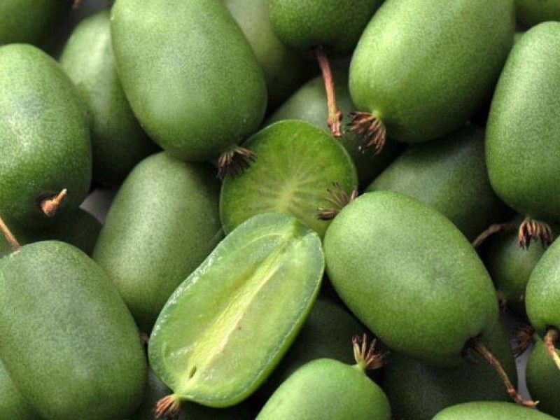 Актинидия купить саженцы из питомнике в Мегионе